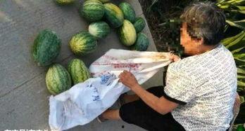 蔚县大瓜最新爆料事件,揭秘背后惊人真相