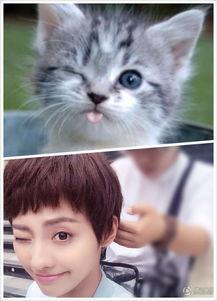 娱乐吃瓜酱旅馆猫咪,揭秘娱乐吃瓜酱旅馆的喵星人生活